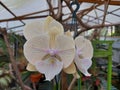 Milky White Phalaenopsis Flowers Royalty Free Stock Photo