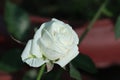 A milky white rose blooming in the later evening.