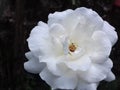 milky white rose in the garden