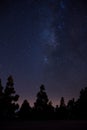 Milkyway on forest