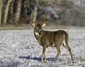 Mill Buck_snow Royalty Free Stock Photo