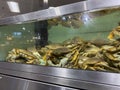 Mill Creek, WA USA - circa March 2023: Close up view of a crab tank inside a Town and Country grocery store