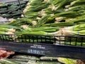 Mill Creek, WA USA - circa March 2023: Close up view of spring onions for sale inside a Town and Country Market