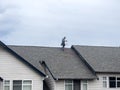 Mill Creek, WA USA - circa March 2023: Wide view of roofers working to repair roof materials in an apartment complex on an