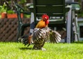 Millefleur rooster with open wings in the garden