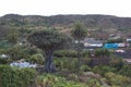 Millenary drago, a thousand year old tree in Icod de los Vinos Royalty Free Stock Photo