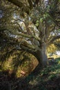 Millenary oak in the province of Segovia in the small town of Madriguera Spain Royalty Free Stock Photo