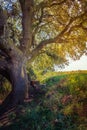 Millenary oak in the province of Segovia in the small town of Madriguera Spain Royalty Free Stock Photo