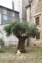 Millenary Olive Tree, Coimbra, Portugal Royalty Free Stock Photo