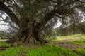 Millenary olive tree