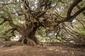 Millenary olive tree Royalty Free Stock Photo