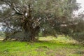 Millenary olive tree Royalty Free Stock Photo