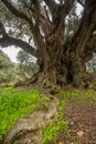 Millenary olive tree