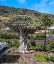 Millennial Drago Milenario Drago Tree at Icod de los Vinos Royalty Free Stock Photo