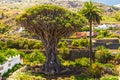 Millennial Drago tree Royalty Free Stock Photo