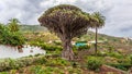 Millennial Drago tree at Icod de los Vinos, Tenerife - on Canary Island Tenerife Royalty Free Stock Photo