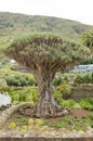 Millennial Drago tree at Icod de los Vinos, Tenerife. Royalty Free Stock Photo