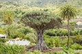 Millennial Drago tree at Icod de los Vinos, Tenerife. Royalty Free Stock Photo