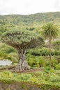 Millennial Drago tree at Icod de los Vinos, Tenerife. Royalty Free Stock Photo