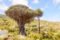 Millennial Drago Tree Next To A Palm Tree Symbol Of The Village Of Icod De Los Vinos. April 14, 2019. Icod De Los Vinos, Santa Royalty Free Stock Photo