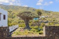 Millennial Drago Tree Next To A Palm Tree Symbol Of The Village Of Icod De Los Vinos Seen From The Balcony Of The Church. April 14 Royalty Free Stock Photo