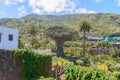 Millennial Drago Tree Next To A Palm Tree Symbol Of The Village Of Icod De Los Vinos Seen From The Balcony Of The Church. April 14 Royalty Free Stock Photo