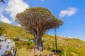 Millennial Drago Tree Symbol Of The Village Of Icod De Los Vinos. April 14, 2019. Icod De Los Vinos, Santa Cruz De Tenerife Spain Royalty Free Stock Photo