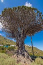 Millennial Drago Tree Symbol Of The Village Of Icod De Los Vinos. April 14, 2019. Icod De Los Vinos, Santa Cruz De Tenerife Spain Royalty Free Stock Photo