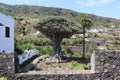 Millennial Dragon Tree Drago Milenario of Icod de los Vinos, the largest and the oldest living Dracaena Draco in the world and Royalty Free Stock Photo