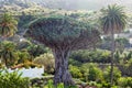 Millennial Dragon tree growing in Icod de los Vinos, Tenerife, C Royalty Free Stock Photo