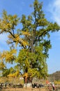 Millennium Ginkgo Valley