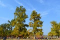 Millennium Ginkgo Valley