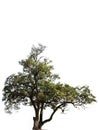 Millennium tree Royalty Free Stock Photo