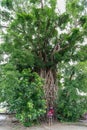 Millennium tree in baler Royalty Free Stock Photo