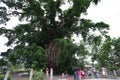 Millennium tree in baler Royalty Free Stock Photo