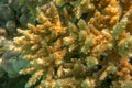 Millepora Acropora, SPS hard coral fragments in Red Sea Egypt. Yellow Staghorn Coral Acropora cervicornis branching, stony coral. Royalty Free Stock Photo