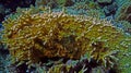 Millepora dichotoma