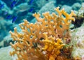 Millepora alcicornis, or sea ginger Royalty Free Stock Photo