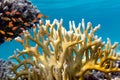 Millepora fire coral