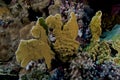 Millepora platyphylla