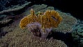 Millepora platyphylla Royalty Free Stock Photo