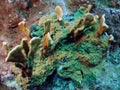 Millepora platyphylla