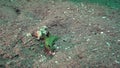 Milleri`s nembrotha Nembrotha milleri on the coral in Zulu sea Dumaguete