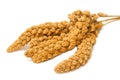 Millet , bird food Royalty Free Stock Photo