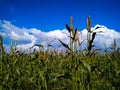 Millet Corn field on a background of blue sky Royalty Free Stock Photo