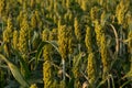 Millet Crop In The Agricultural Field Royalty Free Stock Photo