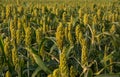 Millet Crop In The Agricultural Field Royalty Free Stock Photo