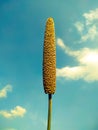 Millet ear on blue sky background Royalty Free Stock Photo