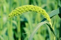 Millet ear Royalty Free Stock Photo