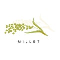 Millet Ear, Infographic Illustration With Realistic Cereal Crop Plant And Its Name Royalty Free Stock Photo